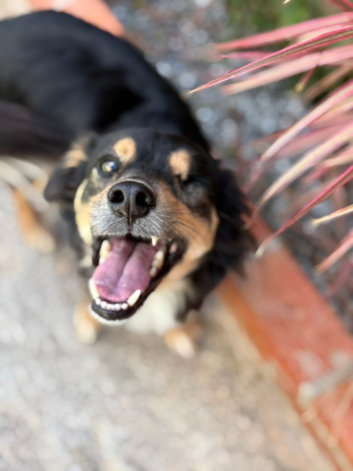 Momentos especiais no Pompet