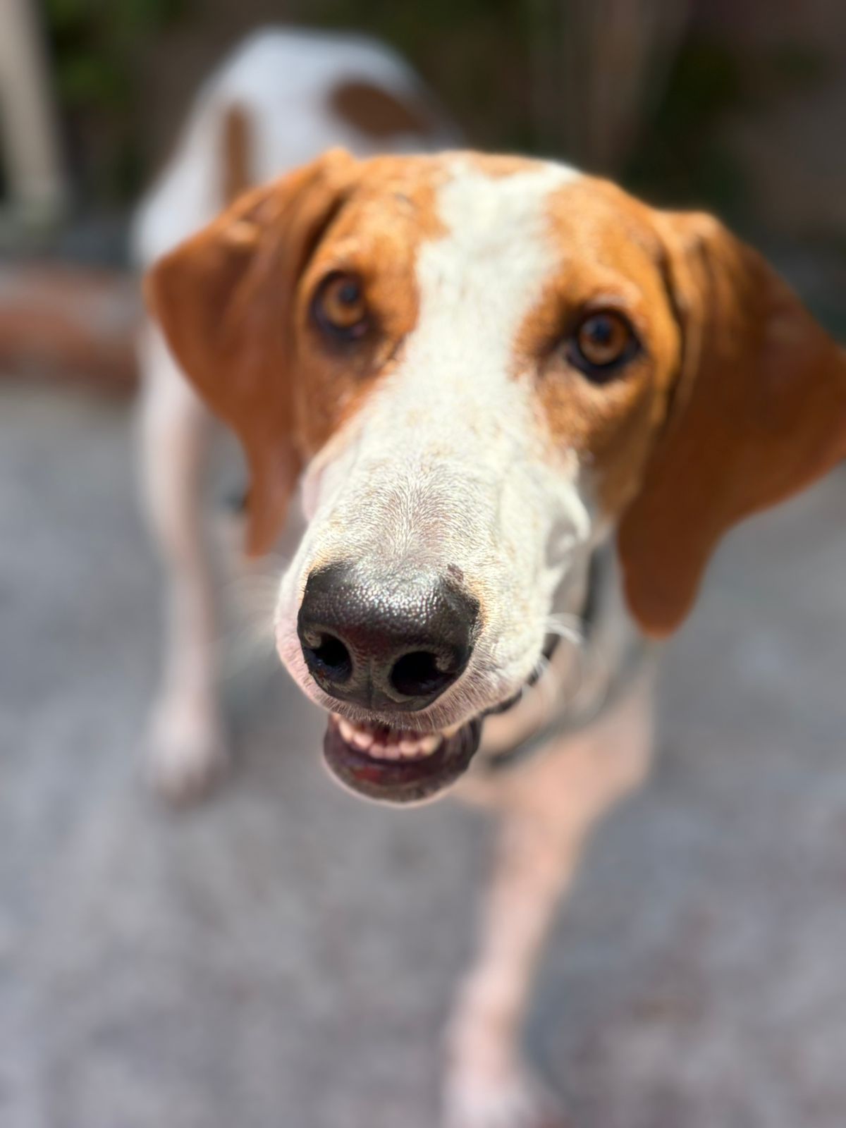 Momentos especiais no Pompet