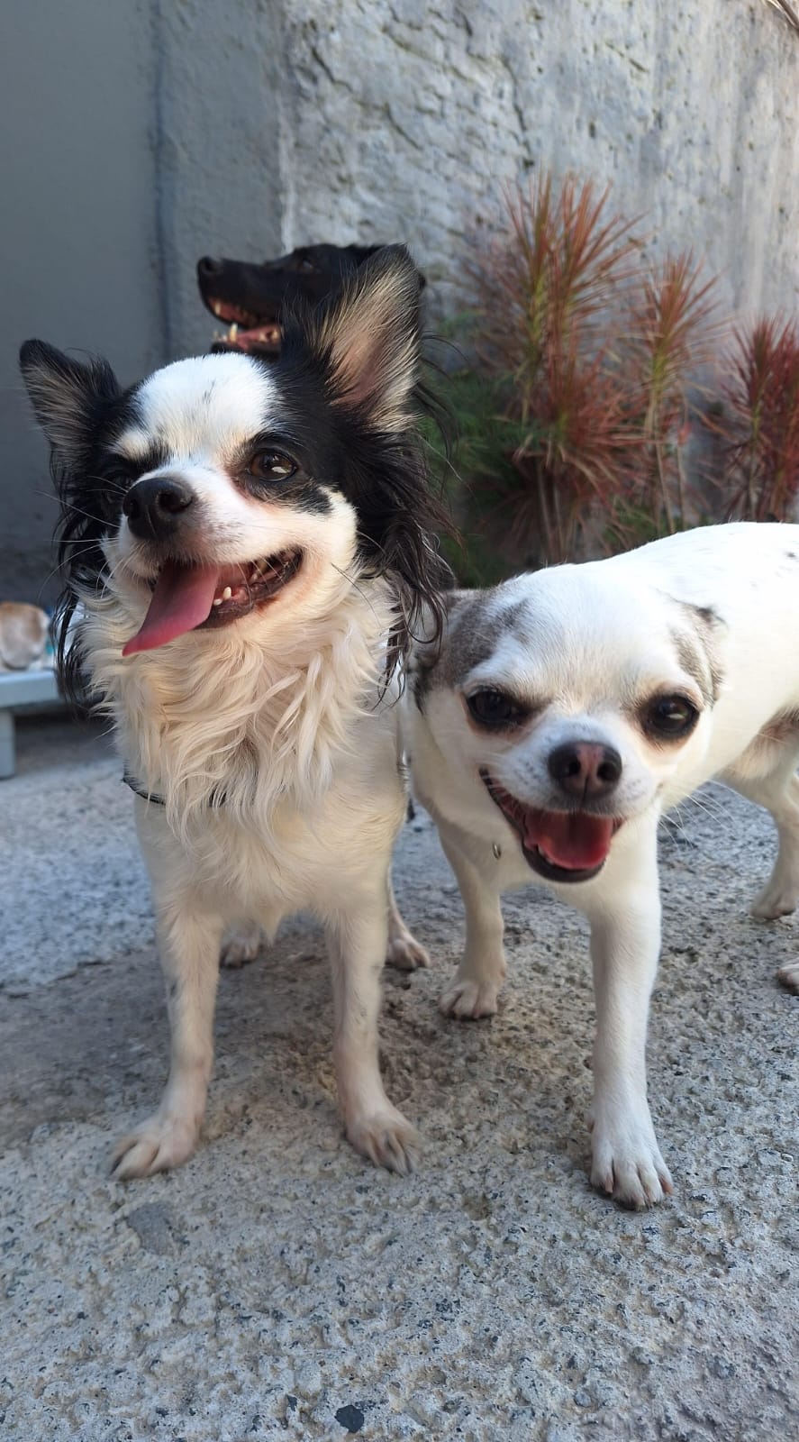 Momentos especiais no Pompet