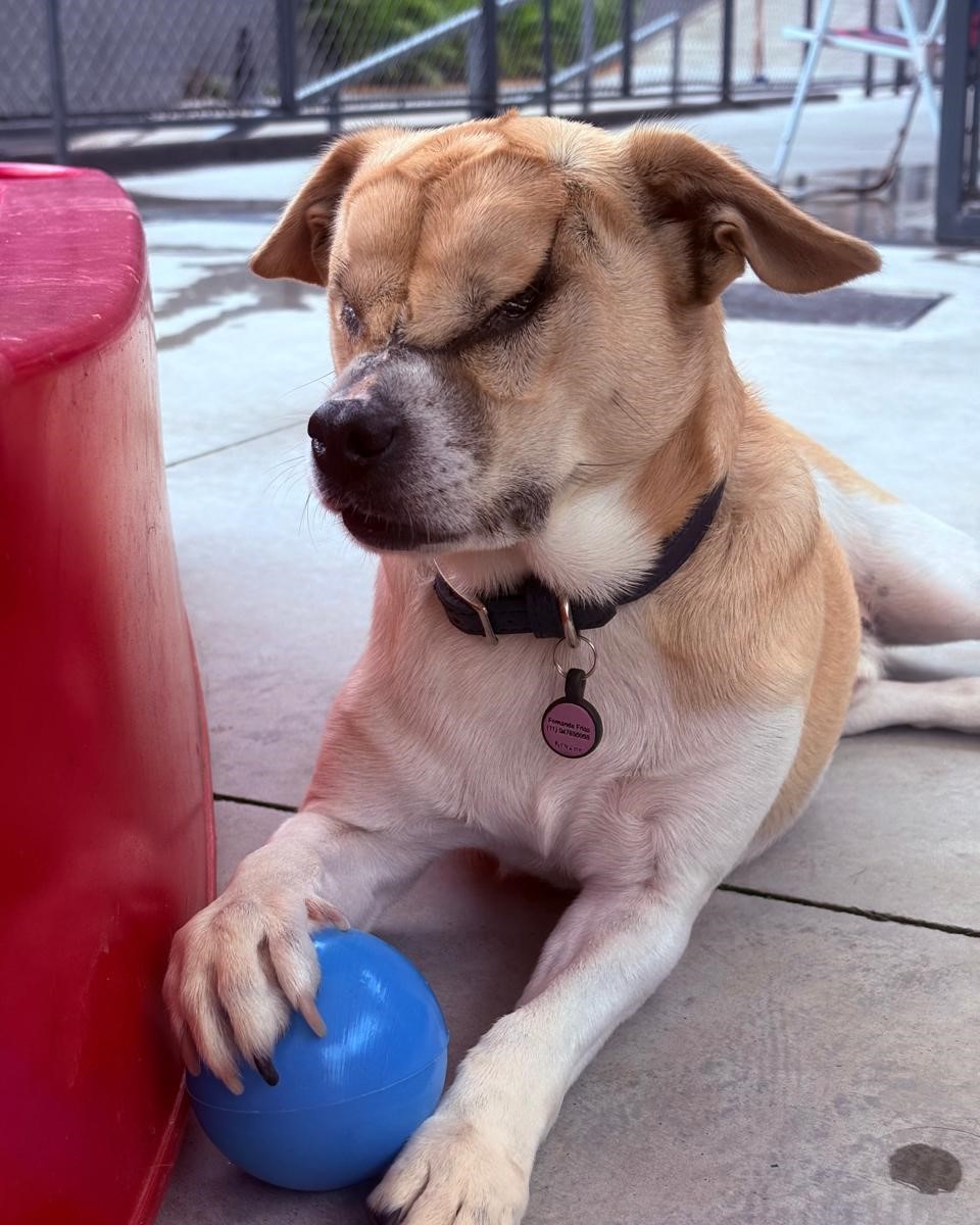 Momentos especiais no Pompet