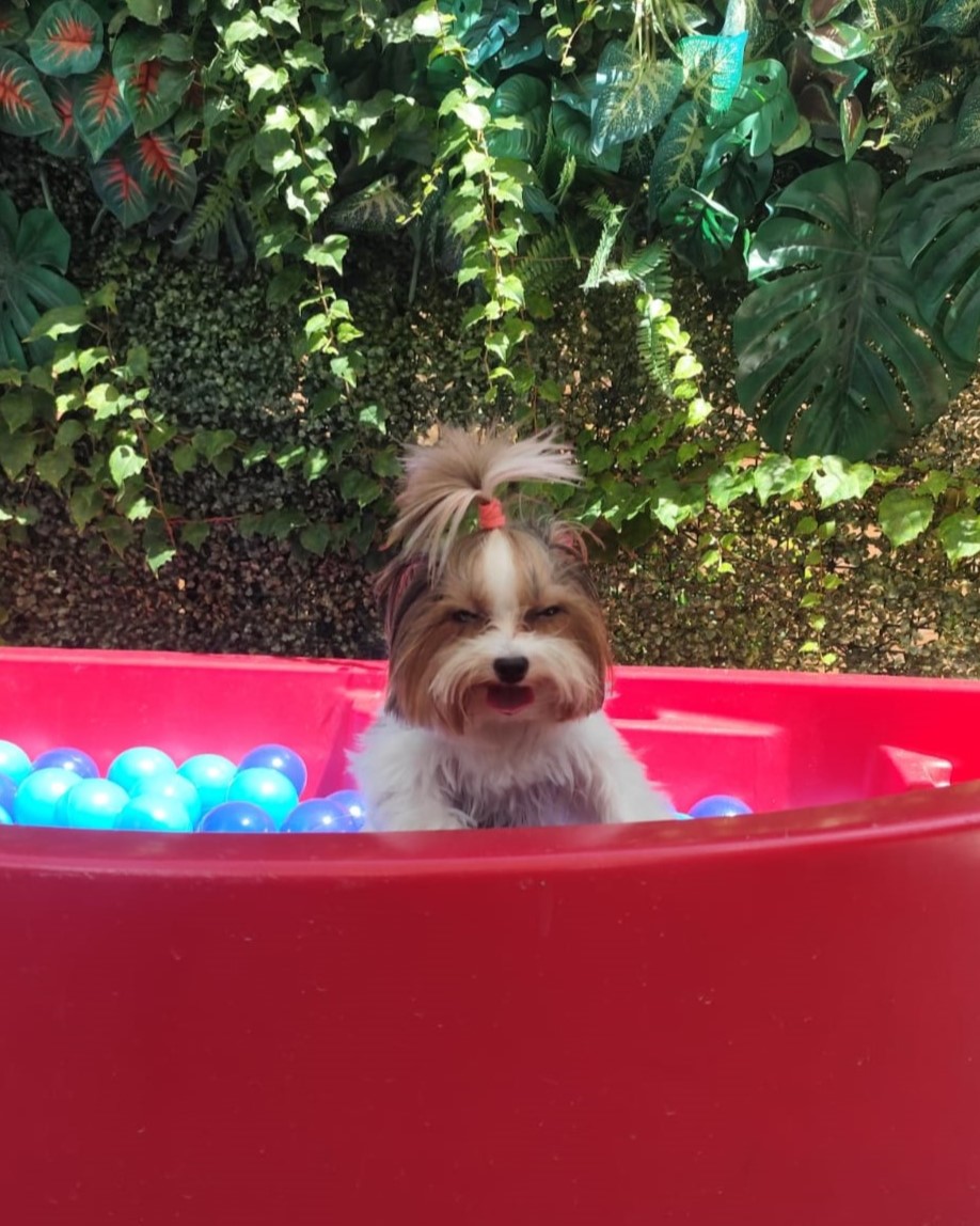 Momentos especiais no Pompet