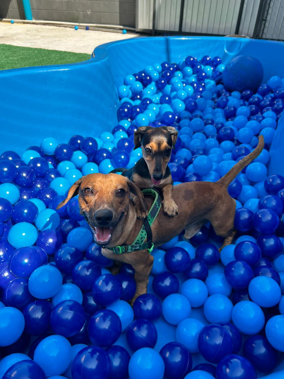 Brincadeiras na piscina de bolinha no Pompet